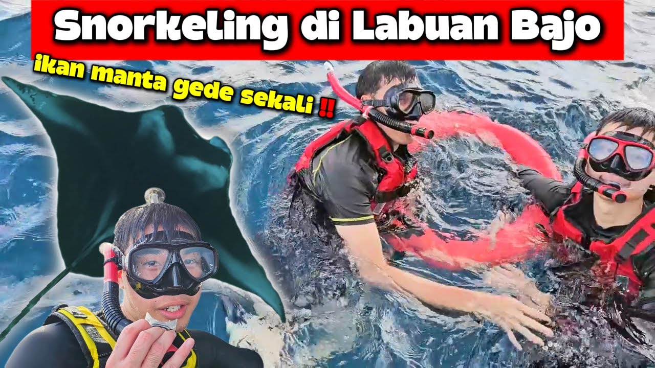 Snorkeling Di Labuan Bajo. Manta nya Besar Sekali 😱