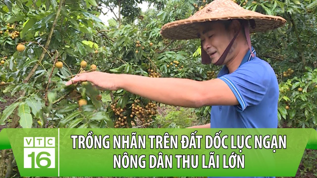Trồng nhãn trên đất dốc Lục Ngạn: Nông dân thu lãi lớn | Nông dân mới | VTC16