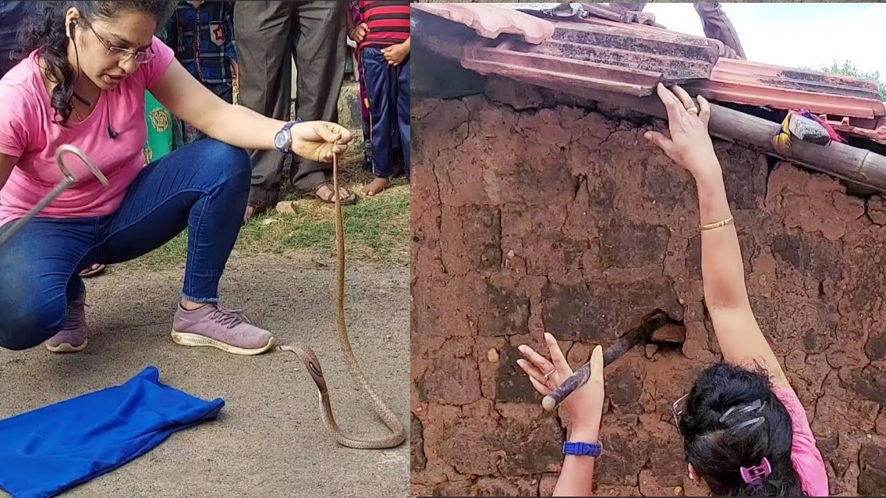 मधुजीका और एक बेहद खतरनाक नाग रेस्क्यू ऑपेरशन.. Another dangerous and risky cobra rescue..