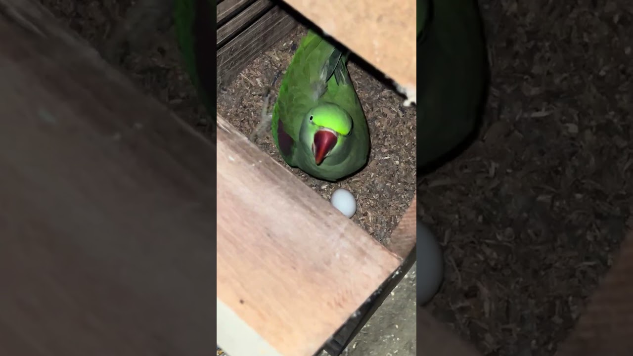 Raw Parrot Shade Mini Vlog | Eggs to Baby Parrots 🥚🐣