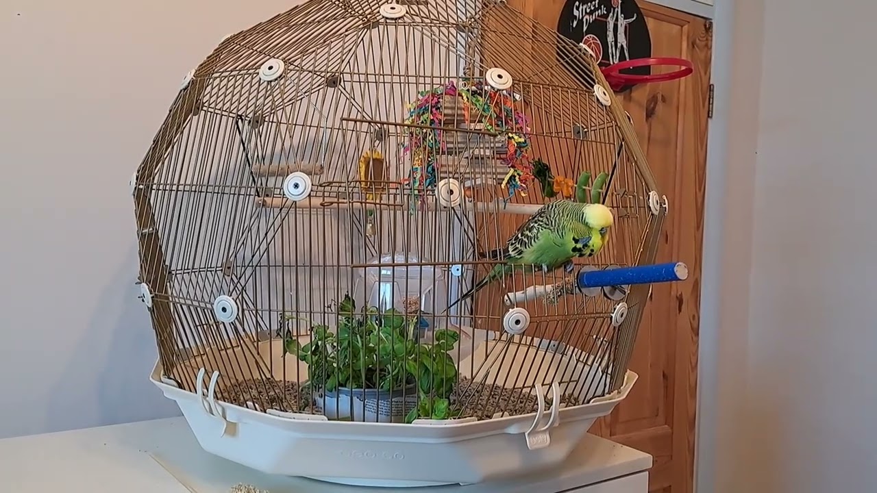 Hector Quarantine, Pt 2