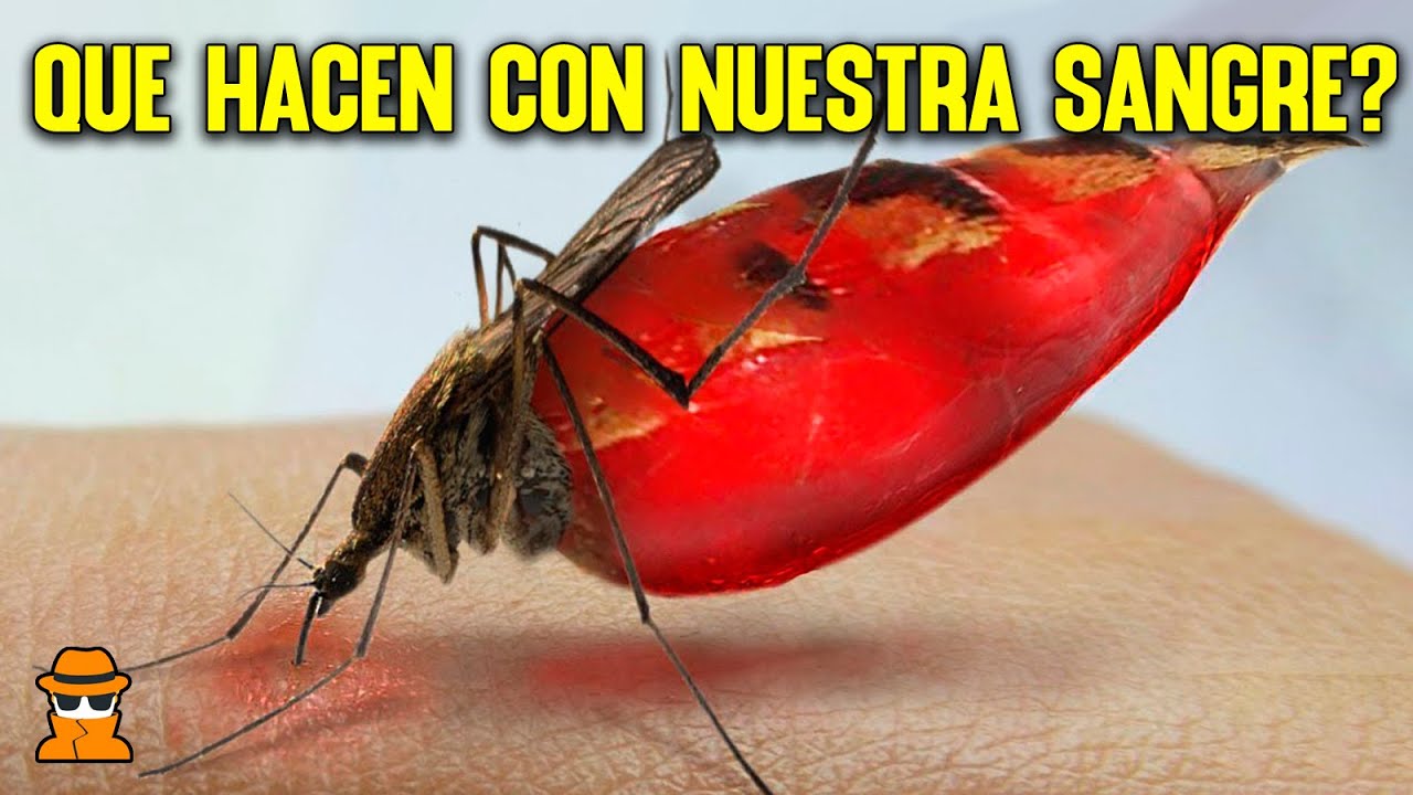 10 Preguntas Curiosas en 10 Minutos #14