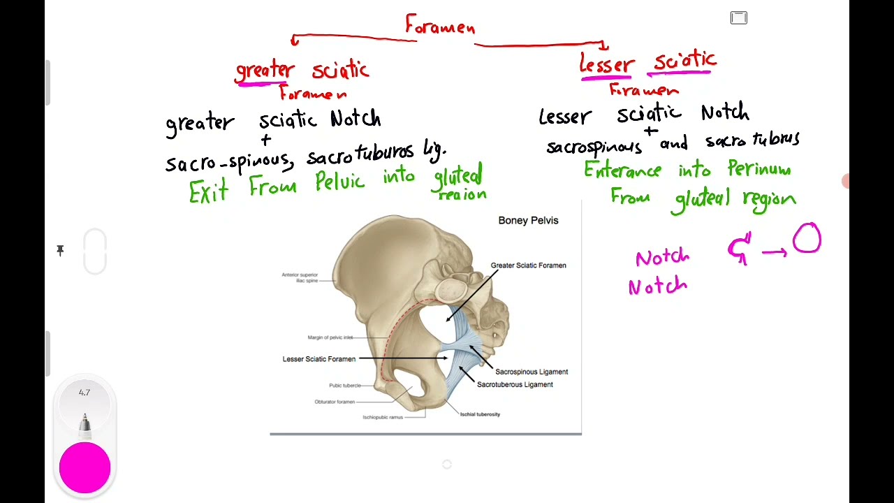 Gluteal Region