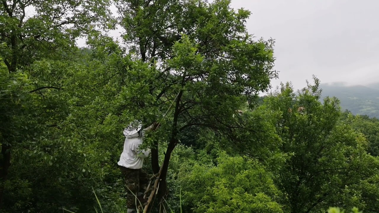 HVATANJE ODBJEGLOG ROJA PČELA