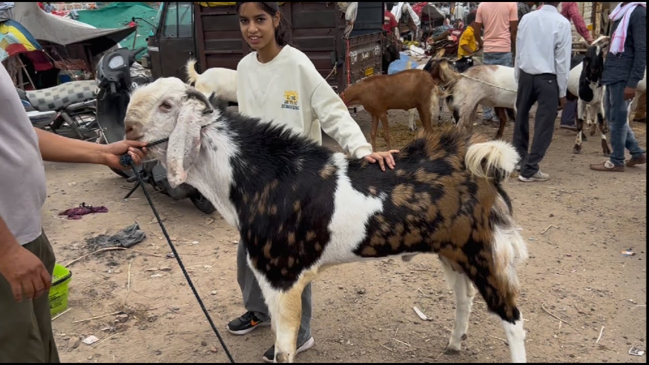 Rajasthan goat market Kota bakra mandi live updet cover with price 3th June 2025