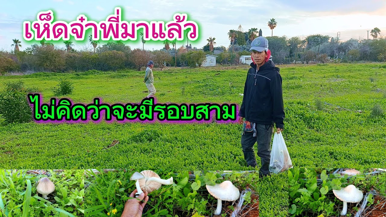 เก็บเห็ดฟางรอบที่สามของปี