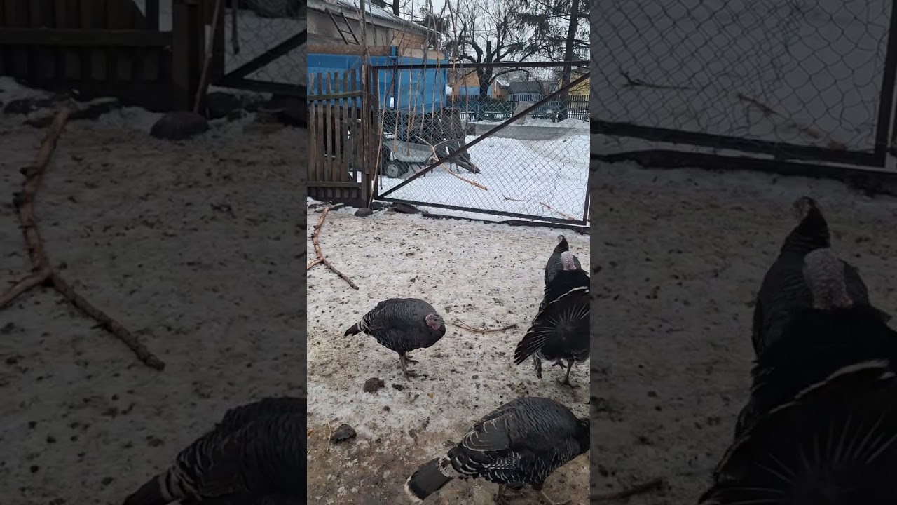 Як обирати індиків  для плем