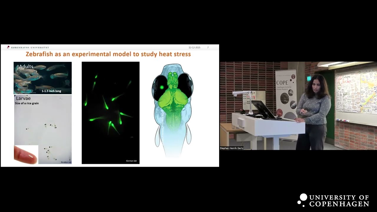 When Brains Overheat: Lessons from Zebrafish on Building Resilience to Heat