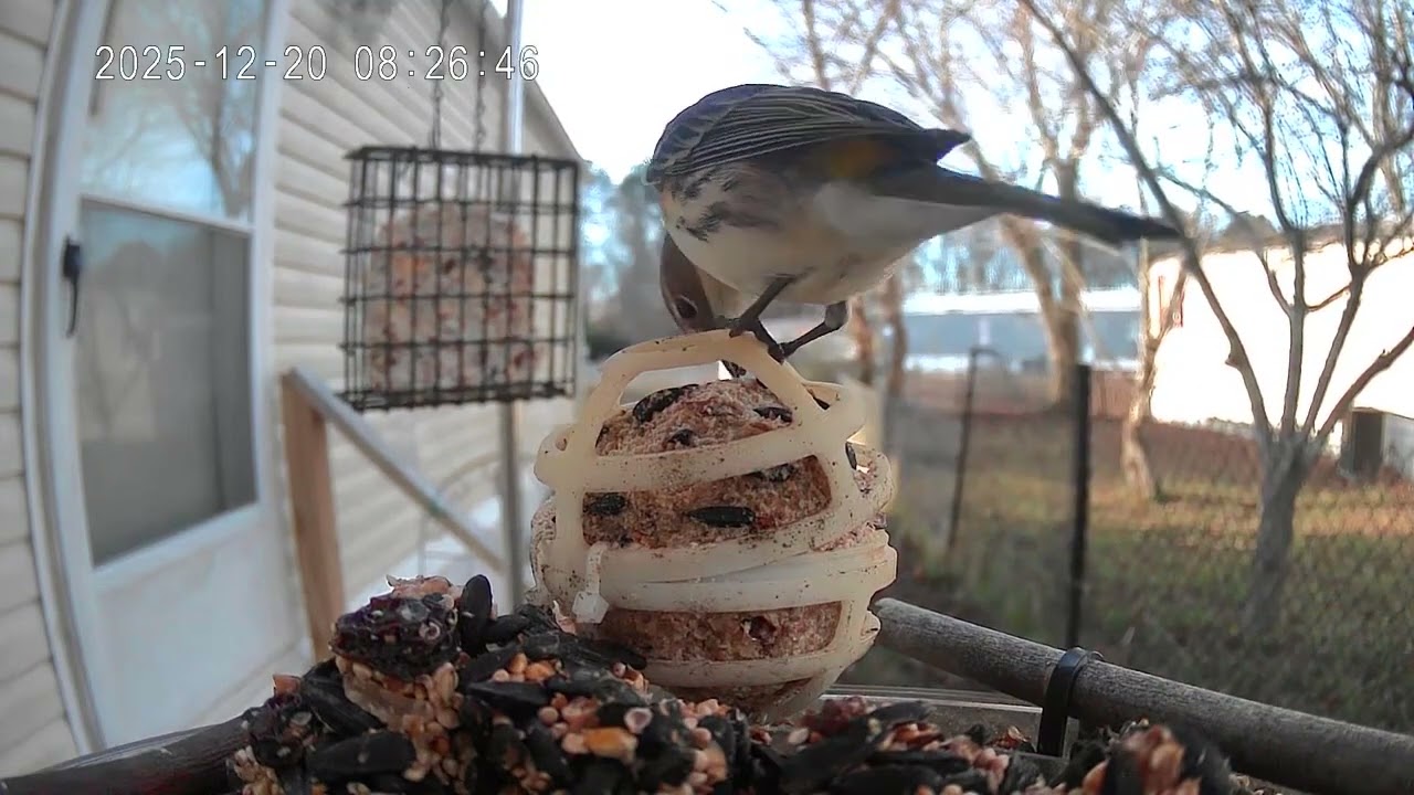 Bird of the day December 20th 2025