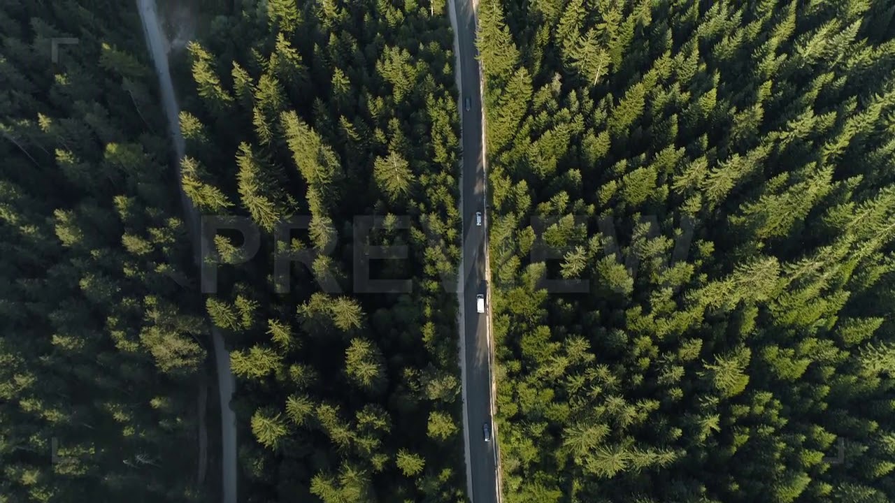 Forest Road Stock Video
