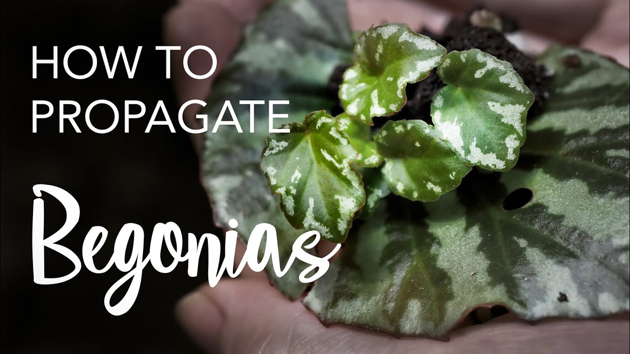 How to Propagate Begonias from leaves and stem cuttings
