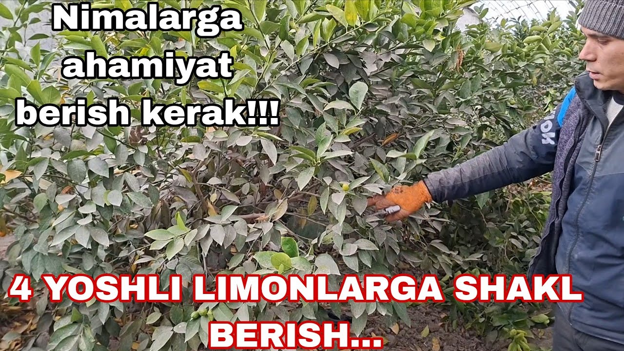 4 yoshli Limon daraxtiga shakl beramiz bunda nimalarga e'tibor berish kerak....