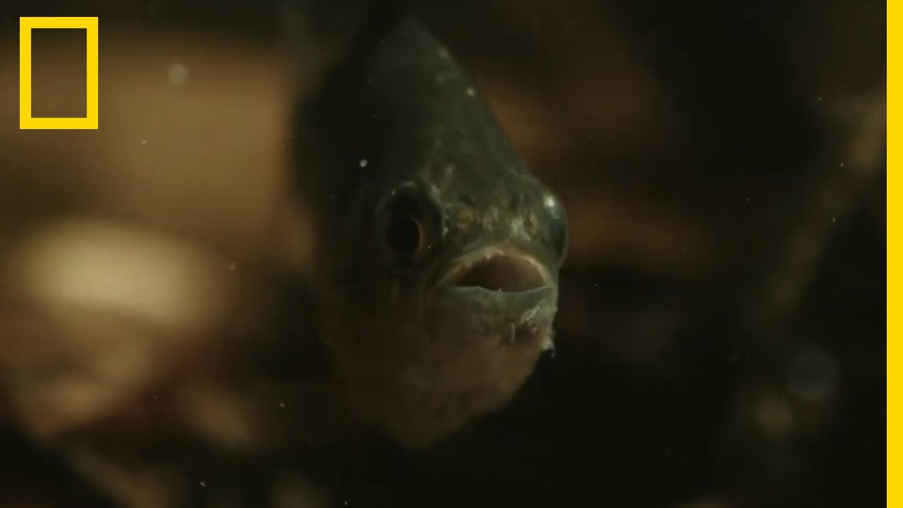 Le piranha, vraiment carnivore ?