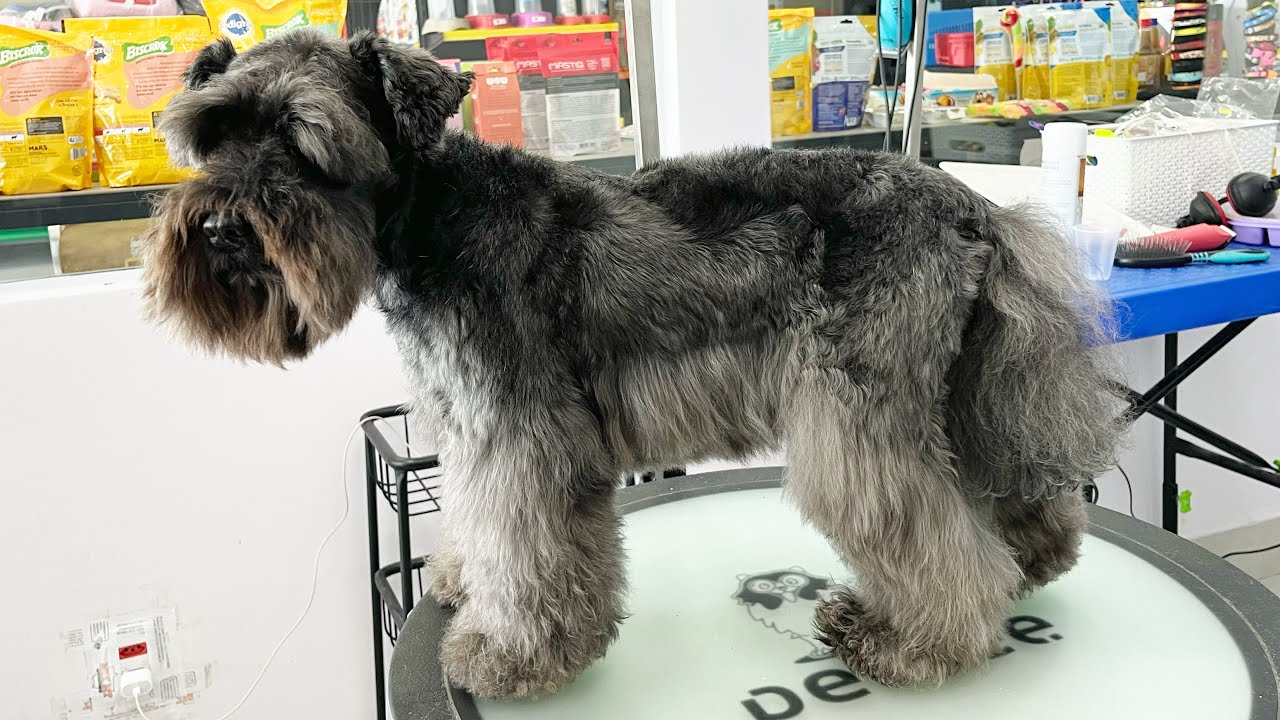 Tosa do Schnauzer - Tosa da Raça 