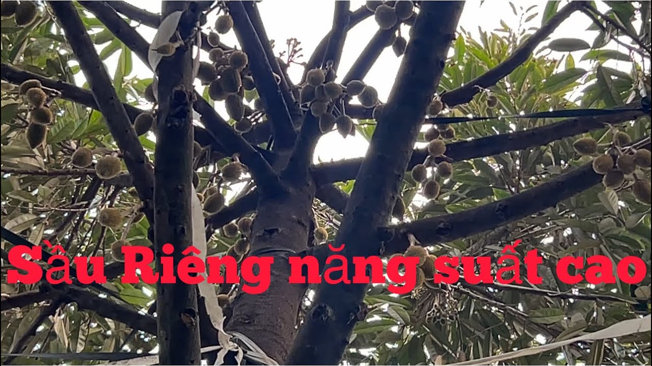 Sầu Riêng năng suất cao