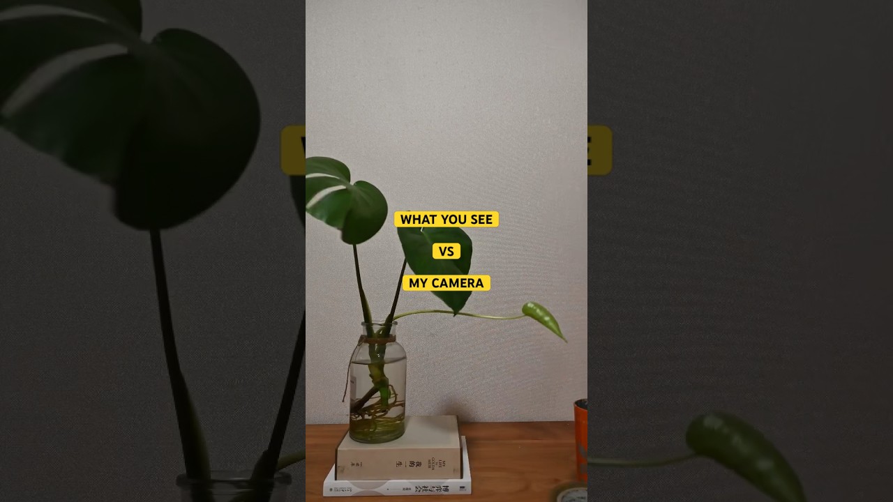 what you see vs my camera-Green plants#nikon #Z6Ⅱ#PhotographyLighting
