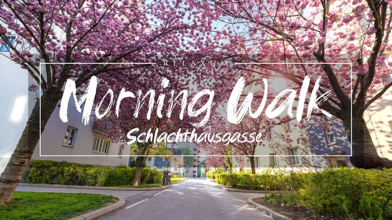 Morning Virtual Walk - Schlachthausgasse - Cherry Blossom Avenue - Vienna | Instagram | Instaspot