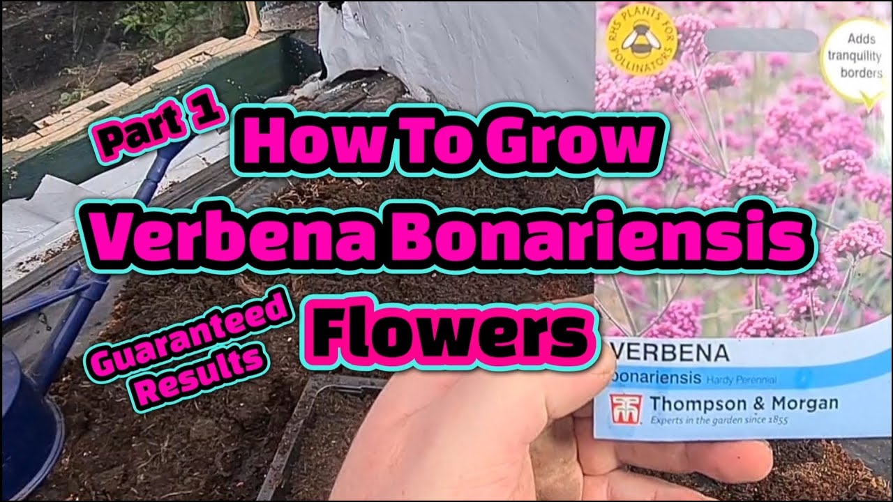 How to grow Verbena from seed part 1