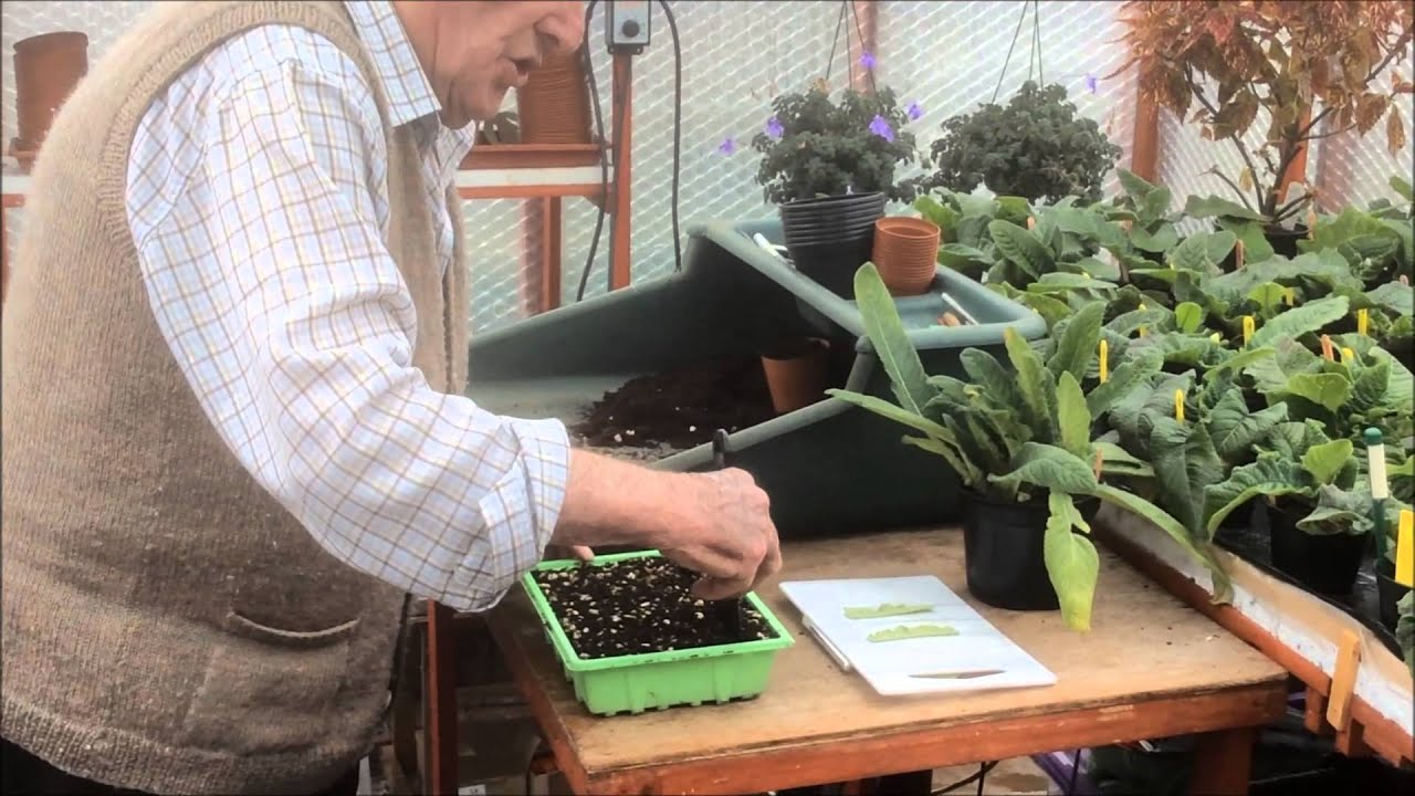 Streptocarpus Cuttings