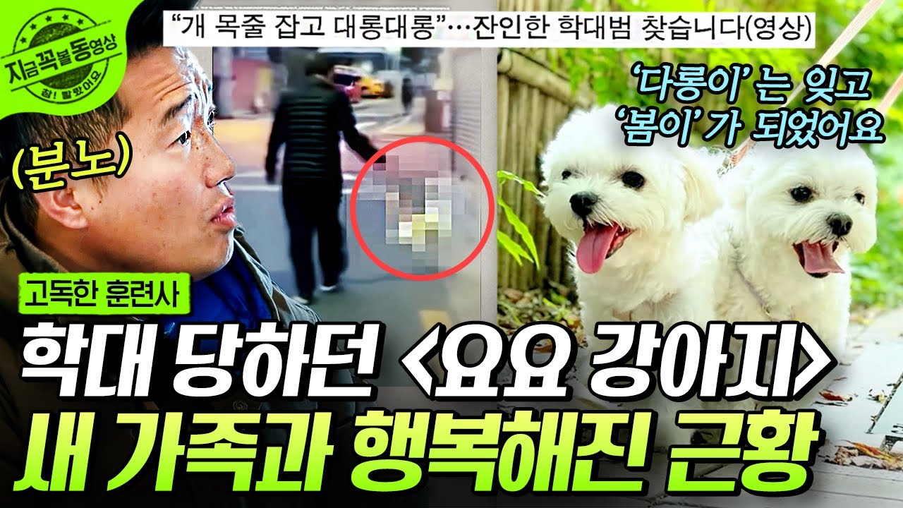 [#고독한훈련사] 은평구 '요요 강아지'라 불리던 학대견 다롱이...😥 5번의 도전 끝에 새로운 가족에게 입양 간 다롱이의 근황🐶❤ | #지금꼭볼동영상