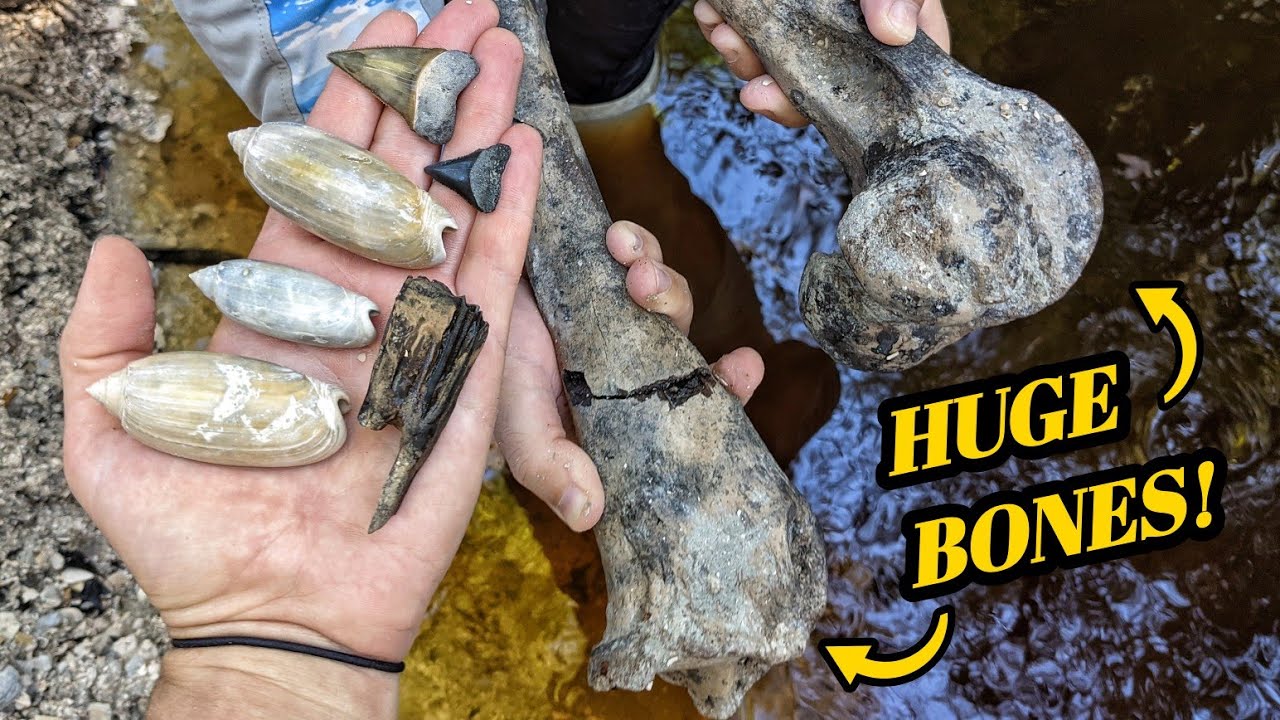 We Found Ancient Horse Remains in MILLIONS of Fossil Seashells! & a KILLER Great White Shark Tooth!