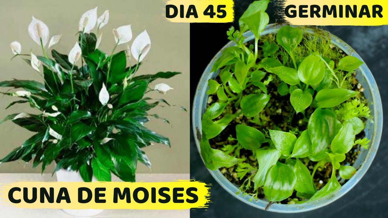 CUNA DE MOISES COMO GERMINAR SUS SEMILLAS || HUERTO CITADINO