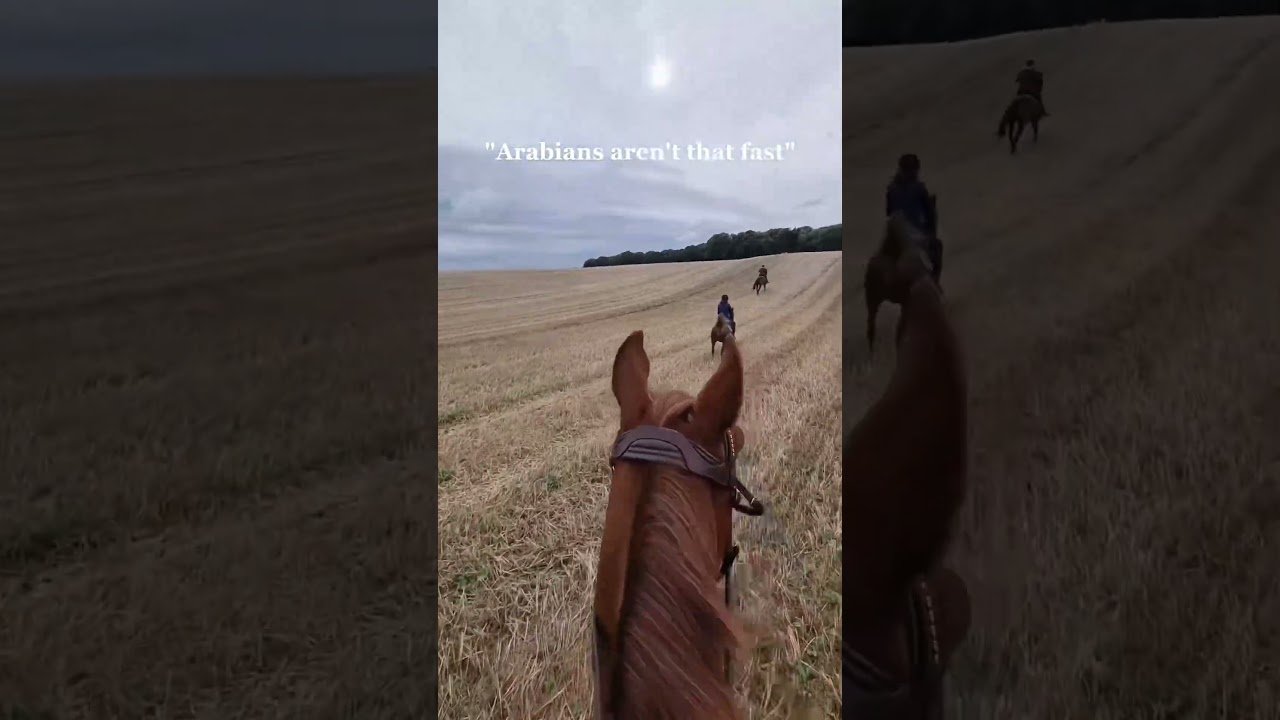 Arabian horses are fast 🔥 #pony #horseriding #horses #rider #horse #cheval #fast #arabian #run #fun