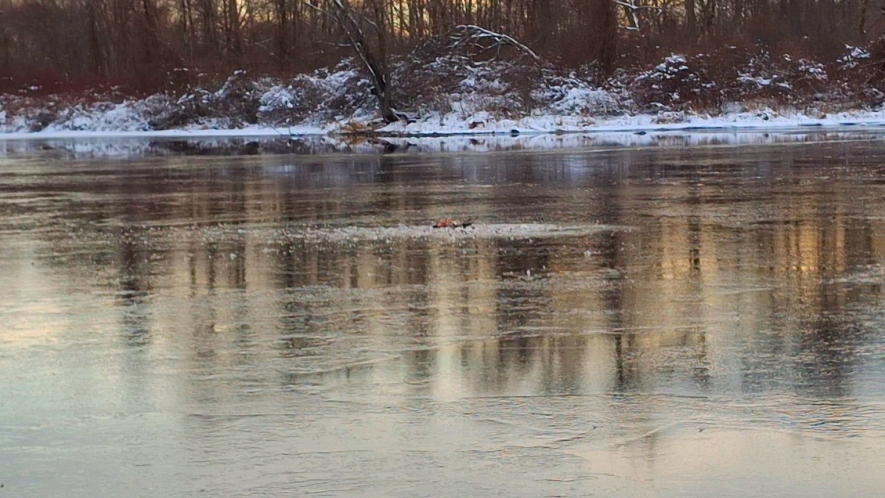 Dead Goose Frozen on River with  Eagle & Harrier Nearby | Dogs Being Scavengers on Dead Deer