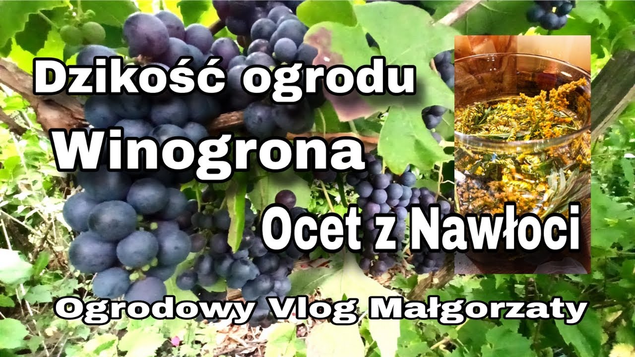 Dzikość ogrodu, winogrona, ocet z Nawłoci 