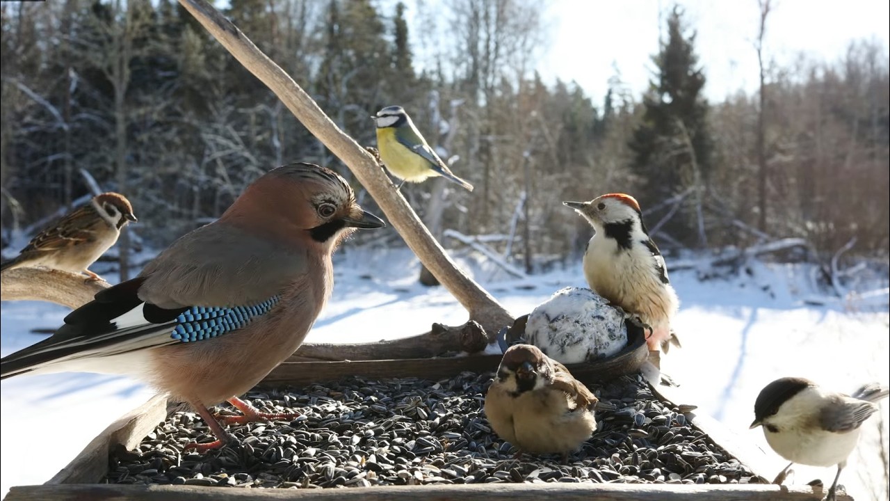🔴 Forest Bird Feeder | Relaxing Nature Sounds from the Forest [ 2026/2/15 ]