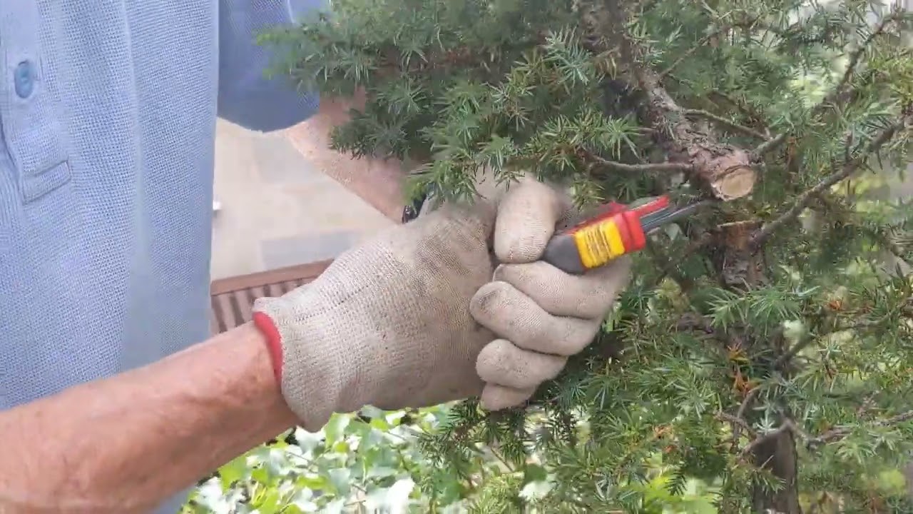 Trunk chopping two Needle Junipers (30-40 years old) to create a bonsai tree.