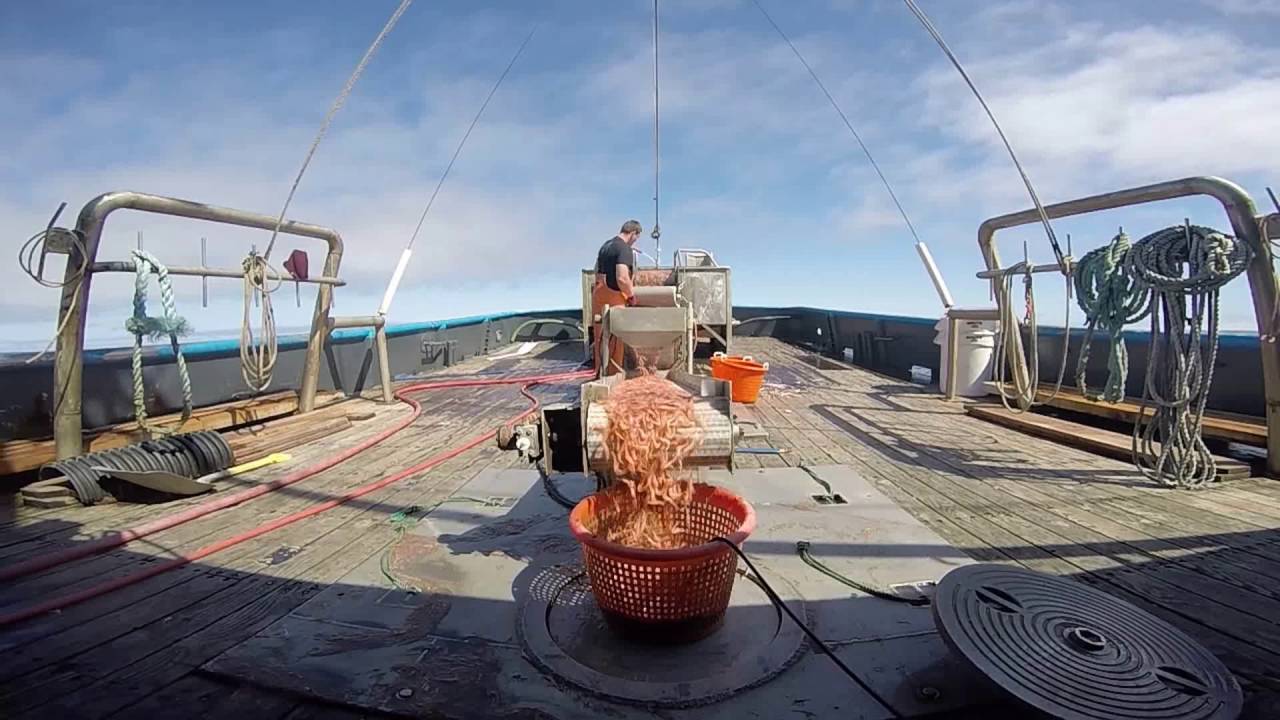 Commercial Shrimping, F/V Lady Law 2016