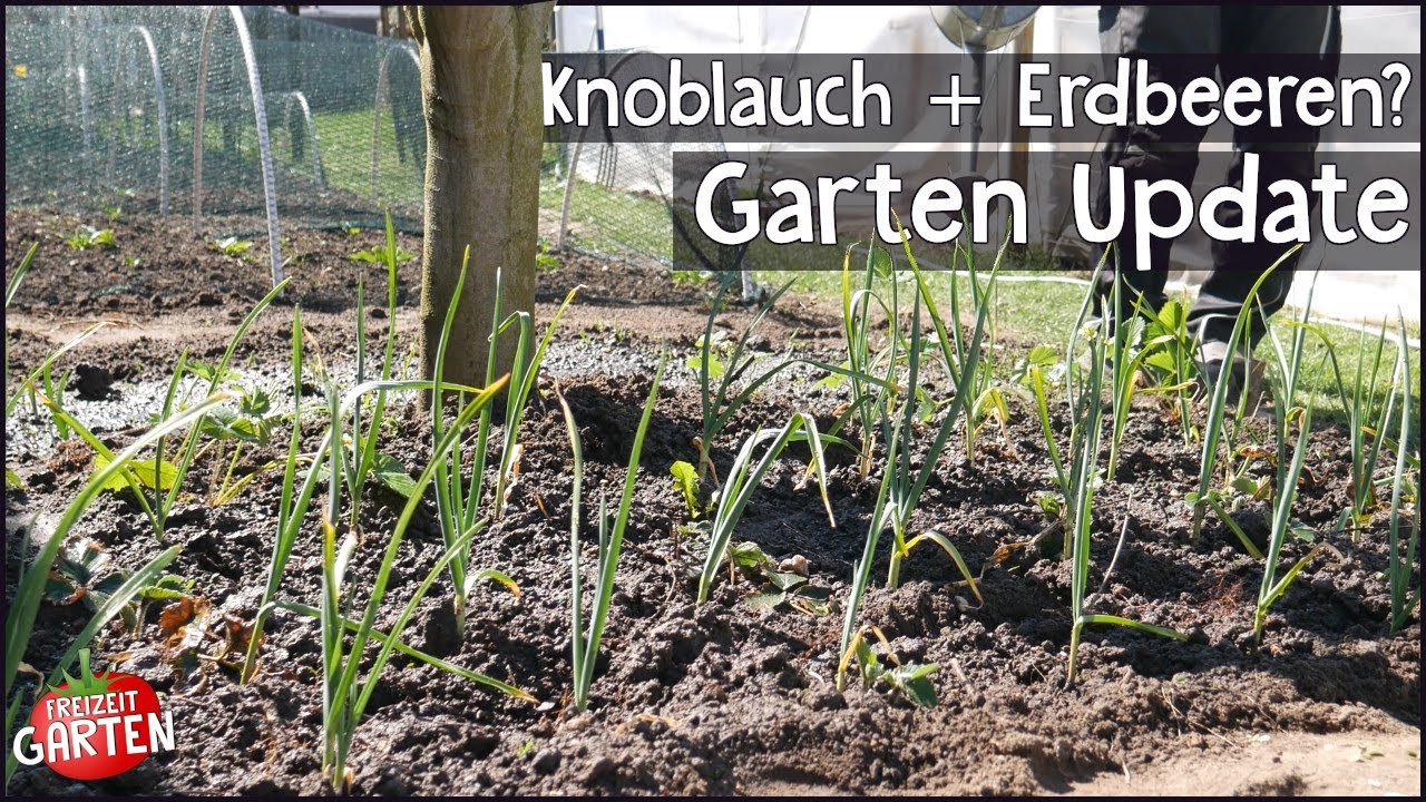 Gewächshaus Bewässerung erweitern & Erdbeeren zum Knoblauch pflanzen? – Garten Update April