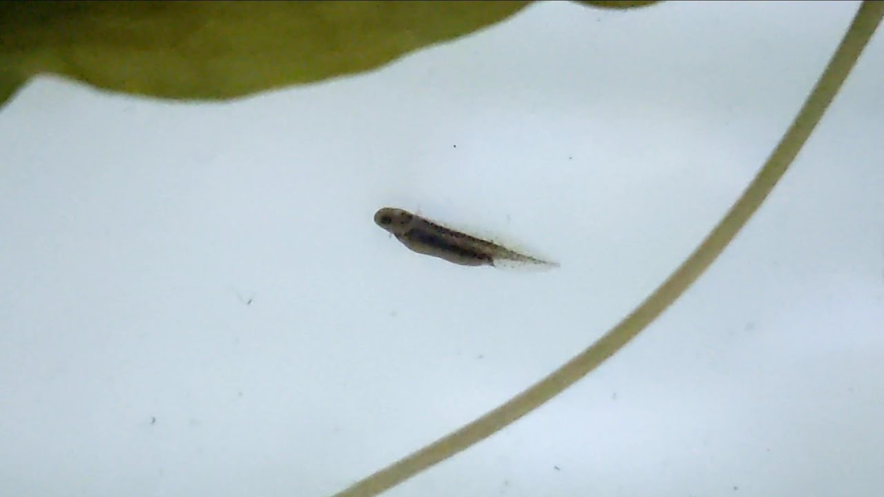 Newt Development: Egg Development First Larvae
