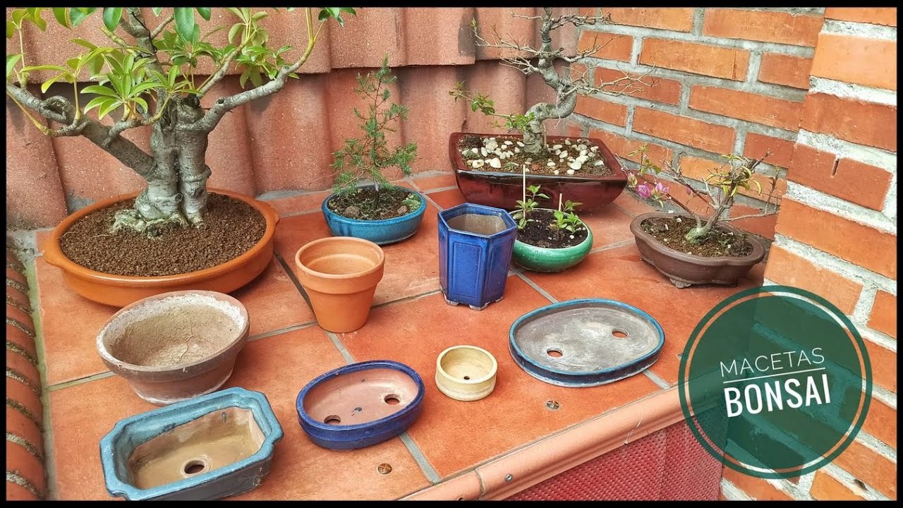 Macetas bonsai: tamaño, acabado y forma