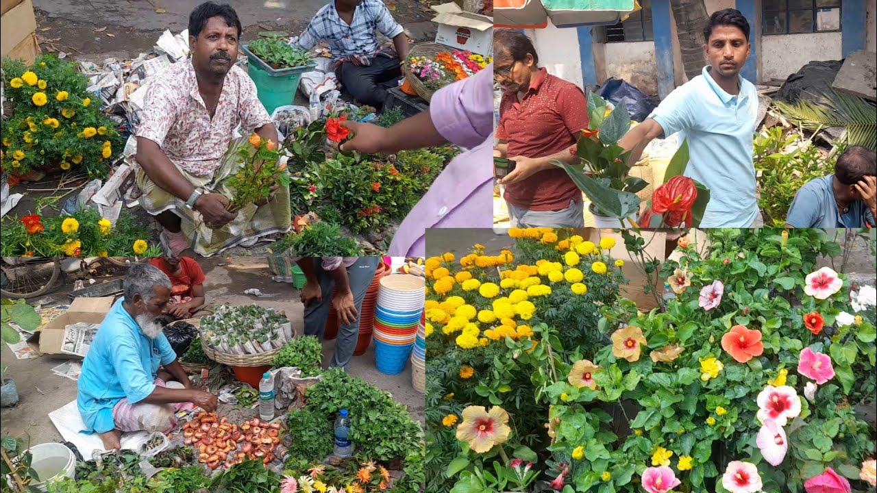 সকাল সকাল হালকা ঠান্ডায় তাজা তাজা ভালো ভালো গাছ  দেখুন Galiff Street Plant Market Kolkata #kolkata