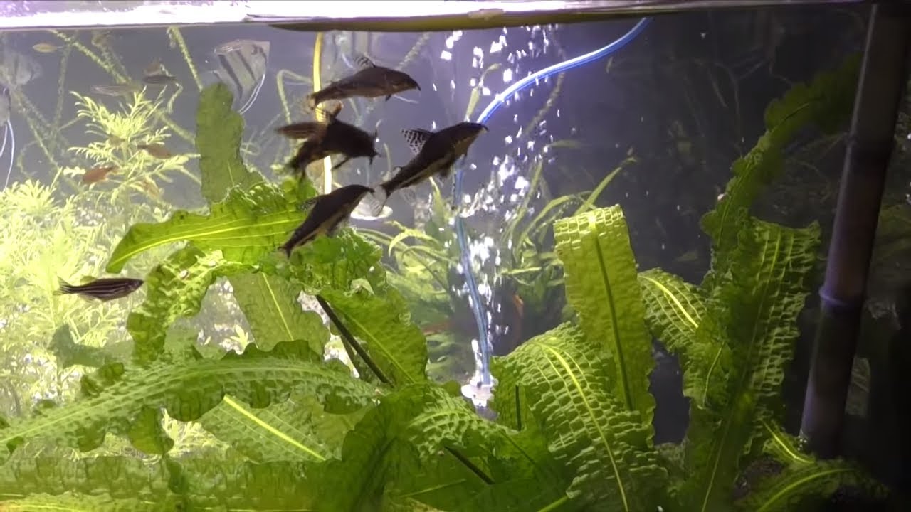 Corydoras Barbatus and Japanese Rice Fish Eggs - Fish Room Update Ep. 52