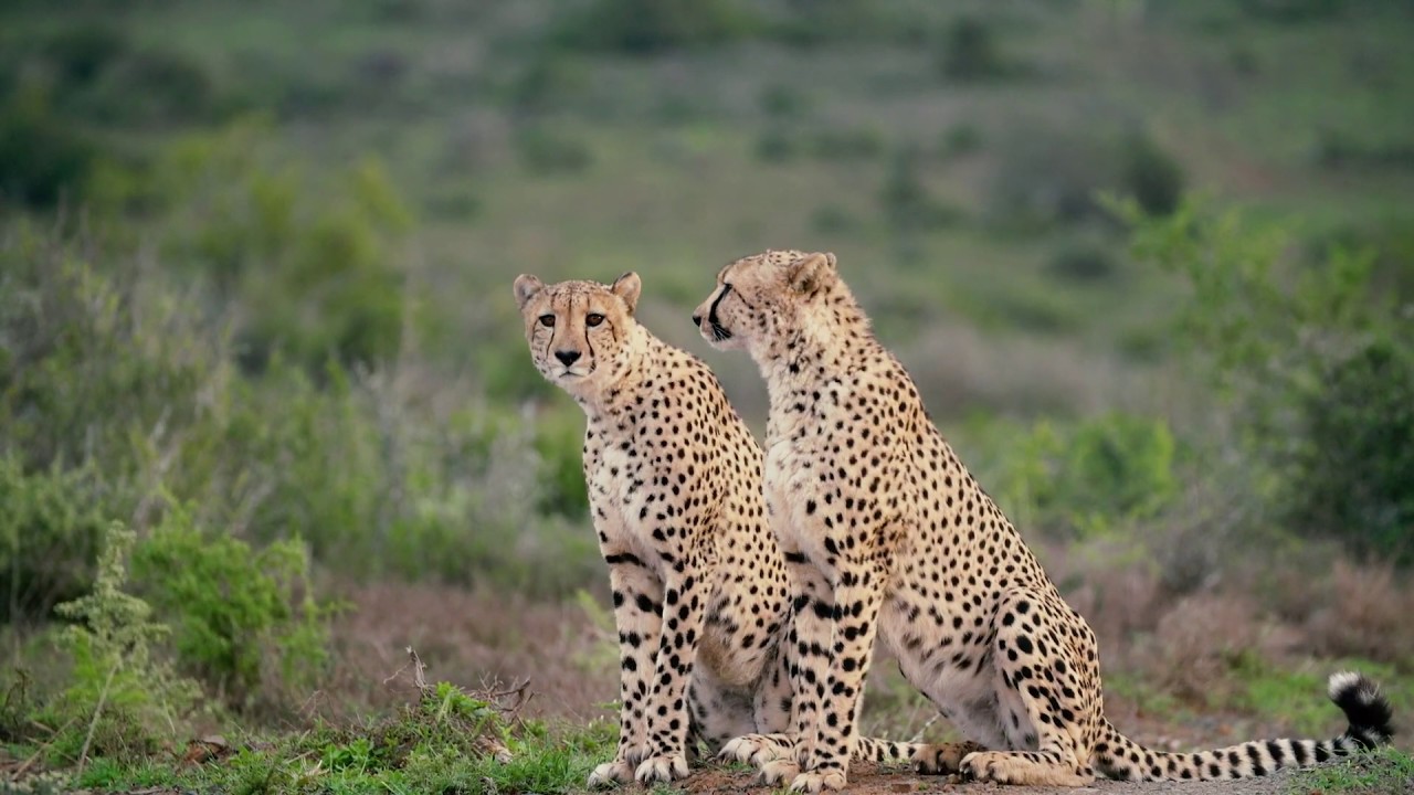 Kwandwe Private Game Reserve