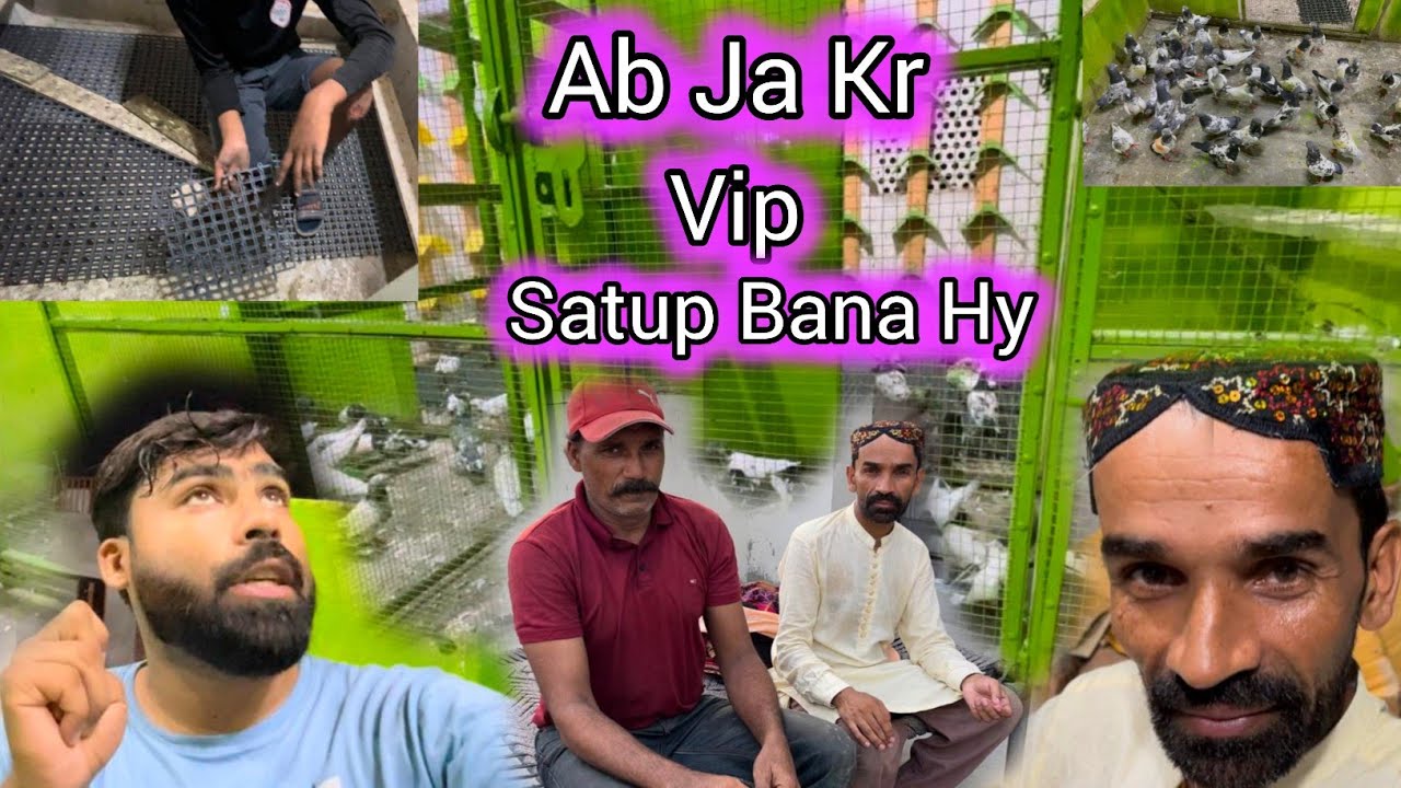 Ab Ja Kr ViP Satup Bana Hy || Pigeons Online