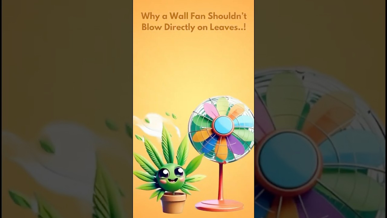 Airflow & Cannabis: Why Direct Fans Damage Plants | Cannabis Education