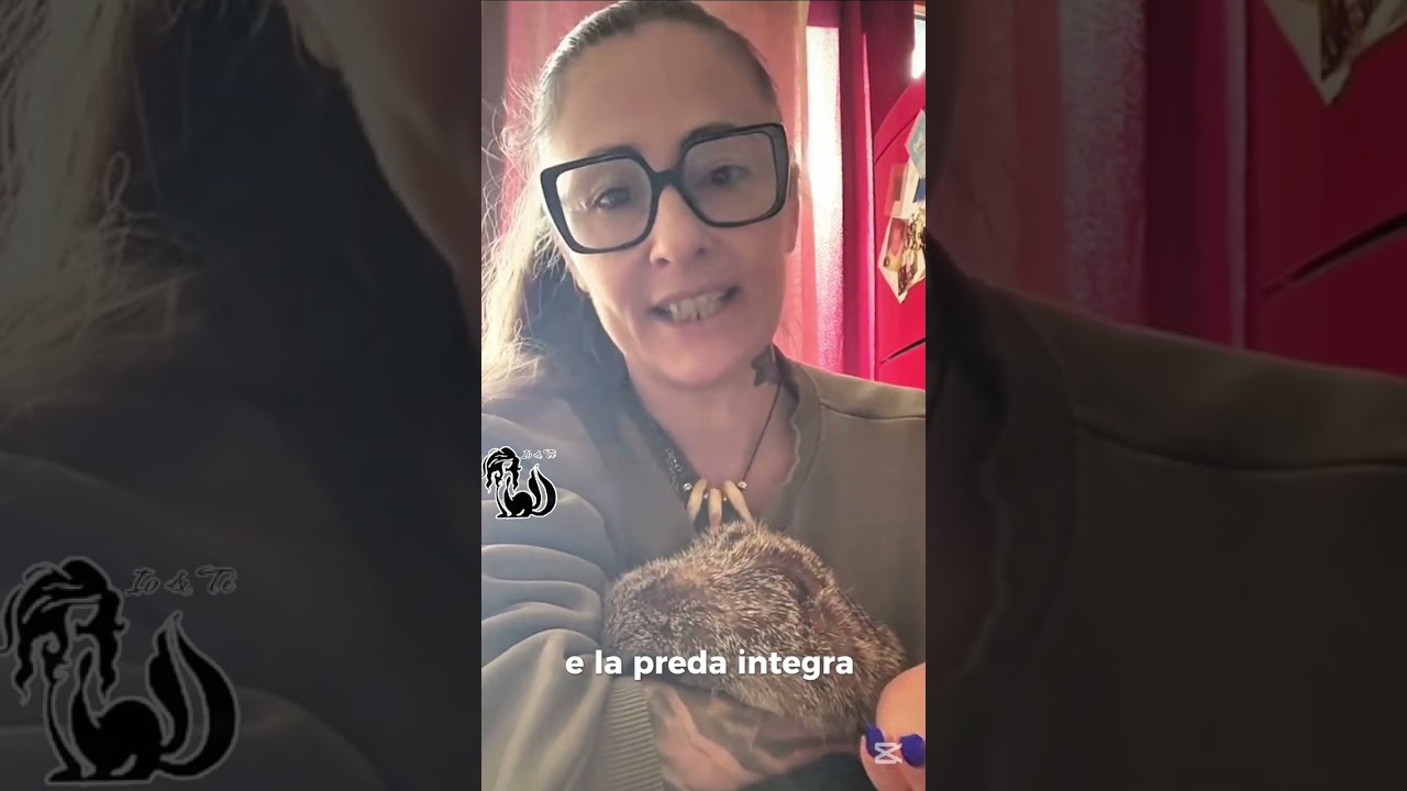 Suricato come animale domestico ecco cosa devi sapere.