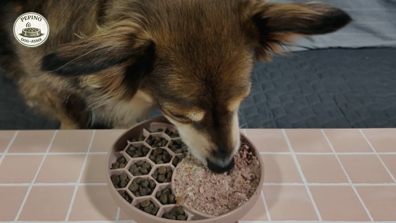 Dog Eating ASMR | Calm Daily Feeding Sounds (Wet & Dry Food)