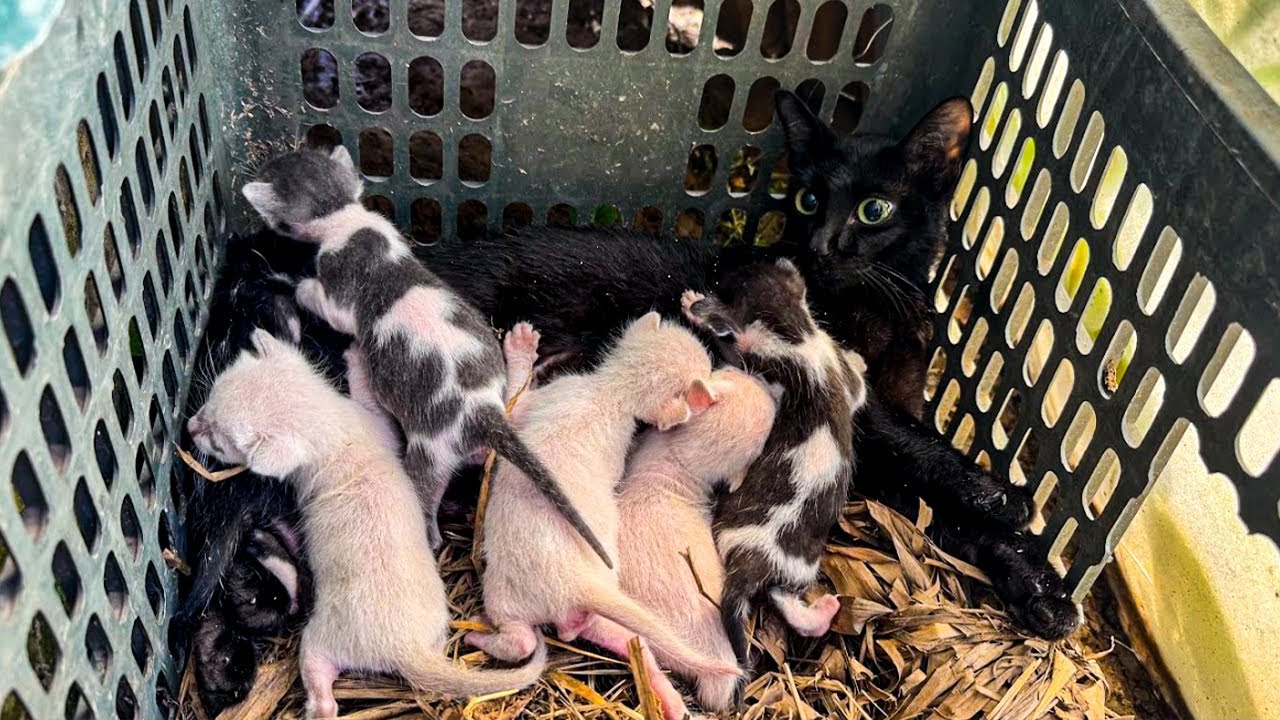 Urgent Rescue: Saving a Sick Cat Family from Heat & Dehydration | Cat Care Guide