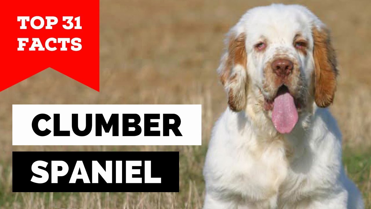 99% of Clumber Spaniel Dog Owners Don't Know This