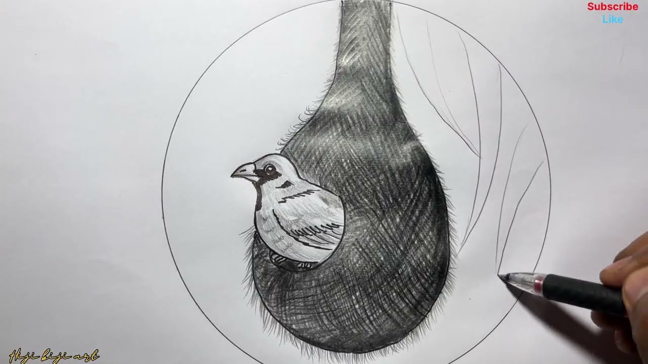 Weaver bird drawing for beginners/#weaverbirdDrawing/ step by step Weaver bird drawing