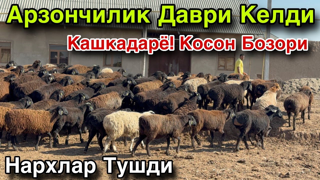 Нархлар Тушиб Кетди! Кашкадарё Косон Бугоз Куйлари Сотувда! 