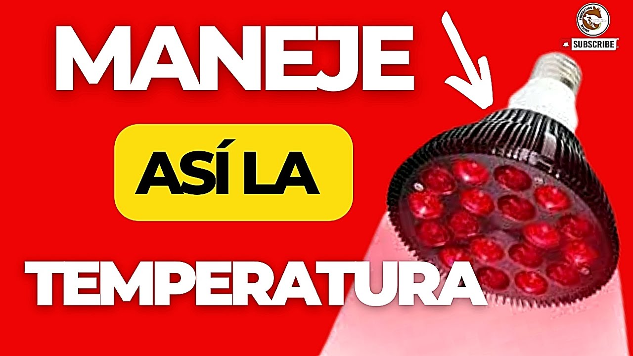 😱COMO ES LA TEMPERATURA EN LOS POLLITOS DE ENGORDE 🐣, LA TECNICA PARA QUE SUS POLLOS CREZCAN