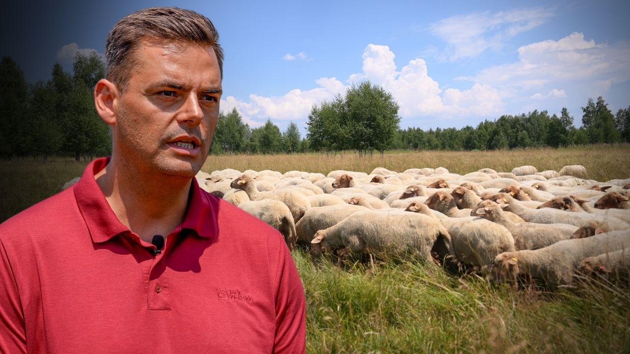 Fermierul care luptă pentru reabilitarea pășunilor și conservarea raselor tradiționale #kongofarm
