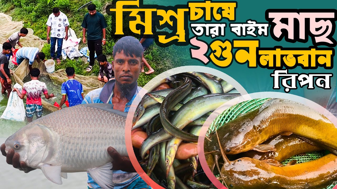 পুকুরে মিশ্র চাষে তারা বাইম মাছ - অধিক লাভবান রিপন | ক্যাটফিশ মাছ চাষ পদ্ধতি | Catfish Farming