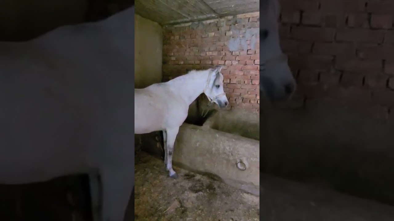 مشكلة الهرش والحكه عند الخيل في الذيل والمعرفه